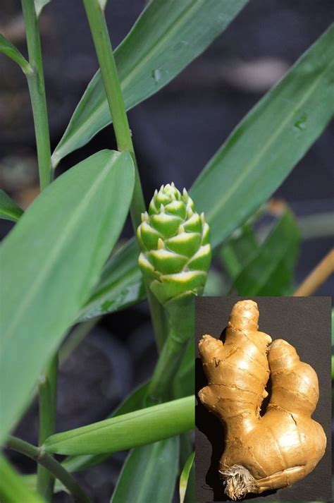 Zingiber officinale (Eating Ginger) | Bamboo Land Nursery QLD Australia ...