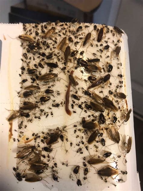 German Cockroach Pest Control - Pests In The Home