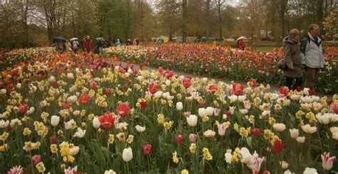 Private Tour to the flowers from Amsterdam by bus | GetYourGuide