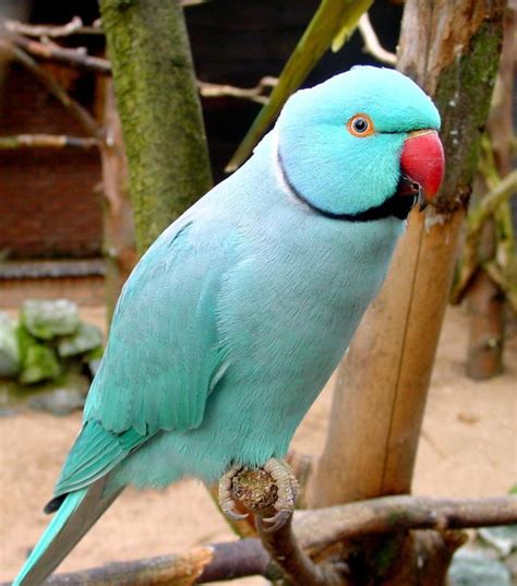 Blue Indian Ringneck Parakeet : Biological Science Picture Directory ...