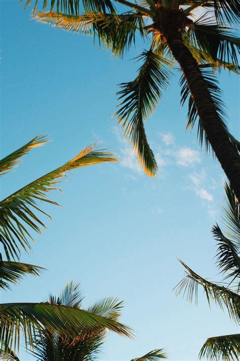 Hawaii Palms iPhone Wallpapers - Top Free Hawaii Palms iPhone ...