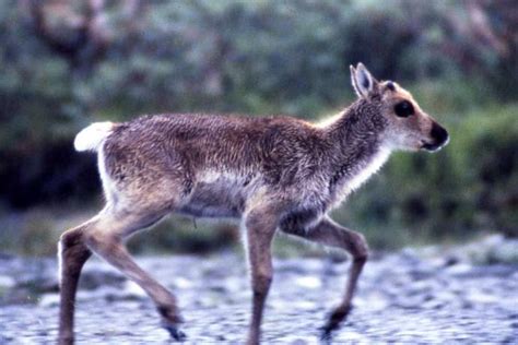 Best Alaska Wildlife Viewing Experiences | ALASKA.ORG