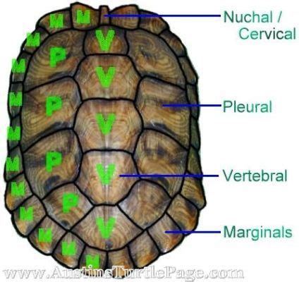 Tortoise Shell Anatomy | Turtle information, Aquatic turtles, Pet turtle