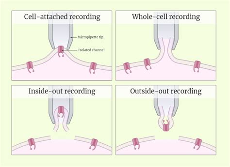 Patch Clamp Technique - Rethink Biology Notes - Biotechnology