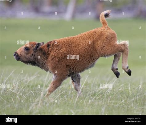 Bison (Bison bison), young calf running Stock Photo - Alamy