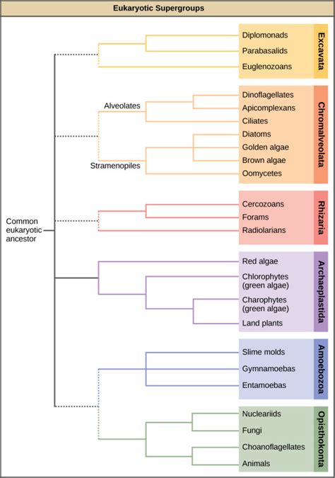 Groups of Protists | Biology for Majors II