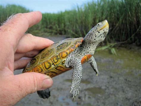 A Detailed Guide on Keeping Diamondback Terrapin As Pet