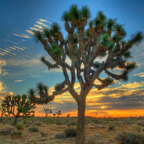 Top Wow Spots of Joshua Tree National Park - Sunset Magazine