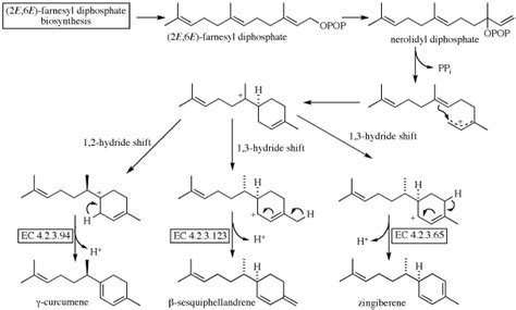 zingiberene biosynthesis