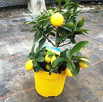 How to Grow Limequat Trees - Plant Instructions