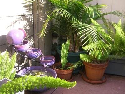 Fountain Plants | My purple fountain surrounded by ferns and… | Flickr