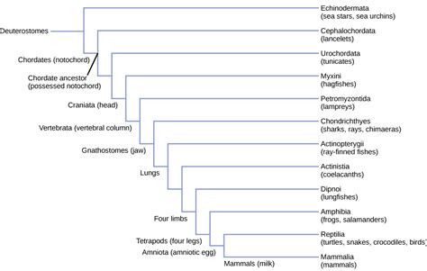 Caratteristiche dei Cordati / Biologia per Major II | Below Zero