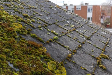 Moss Prevention Treatment Surrey - Best Roof Moss Cleaning