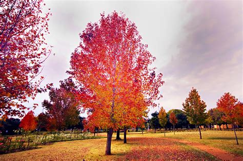 Autumn 2008, Pretoria, South Africa | D40, Sigma 10-20mm, SB… | Flickr