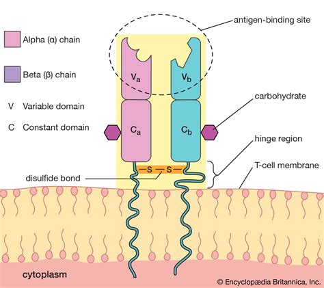 Immune system - T Cells, Antigens, Receptors | Britannica