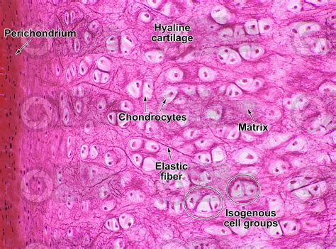 Mammal Hyaline Cartilage Transverse Section X Hyaline Cartilage | The Best Porn Website