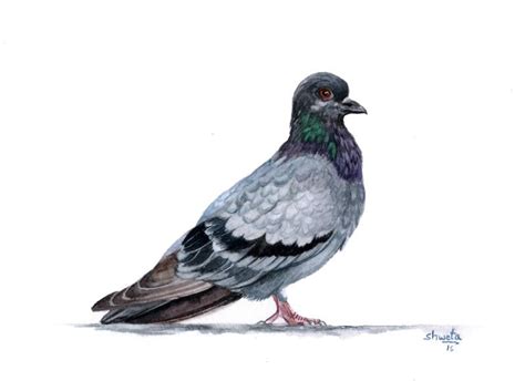 Rock pigeon watercolour painting : r/Watercolor