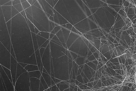 What Are Cobwebs? Understanding and Eliminating Unwanted Webs in Your ...