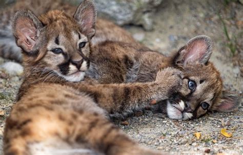 Two Tiny Mountain Lion Cubs At Play : Earthmind