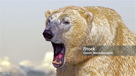 Polar Bear Roar Stock Photo - Download Image Now - Polar Bear, Bear ...