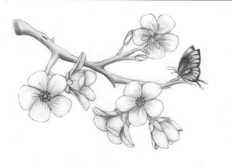 Cherry blossoms by solie-solie on DeviantArt | Flor de cerezo dibujo ...