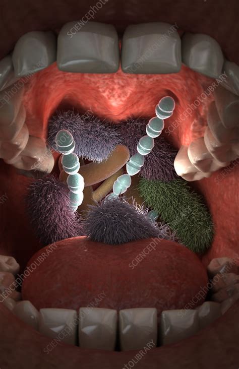 Bacteria In Mouth Under Microscope