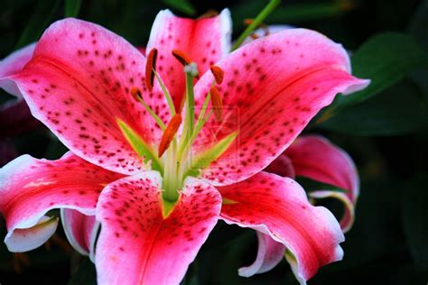 Stargazer Lily Wallpapers - Wallpaper Cave