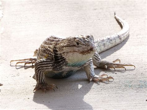 Desert Spiny Lizards - Optics4Birding Nature Blog