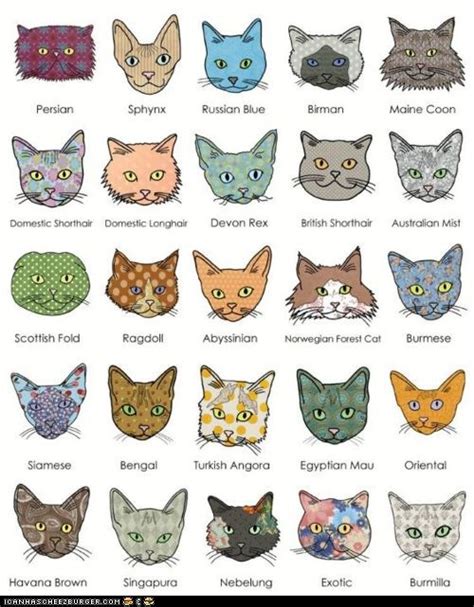 An Illustrated Guide to Cat Breeds - I Can Has Cheezburger?