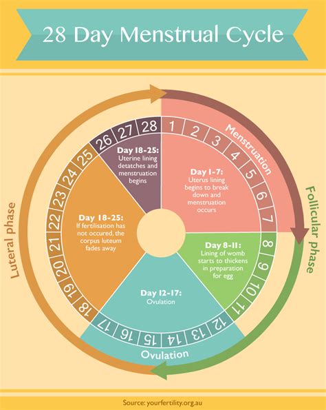 17 Lovely Female Hormone Cycle Chart