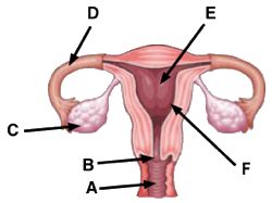 Female Reproductive System Diagram Quiz