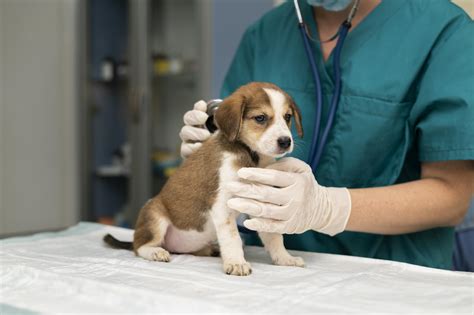 Quanto custa uma faculdade de Medicina Veterinária? | Revista Gestão Universitária