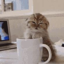 Sleepy Sleepy Cat GIF - Sleepy Sleepy Cat Morning Coffee - Discover ...