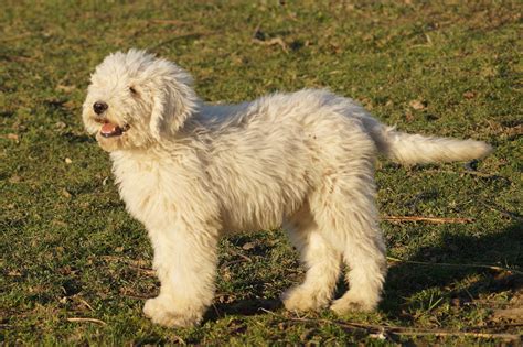 Komondor puppies for sale