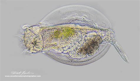 Photographing Rotifers - The Canadian Nature Photographer