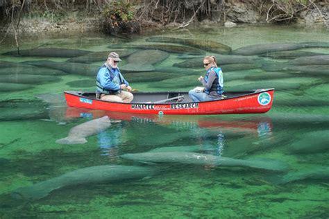 Manatee Season at the Florida Springs – Florida Springs Passport