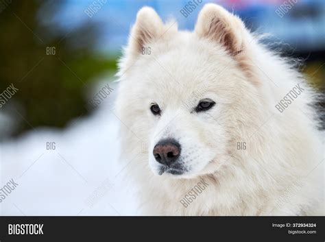 Husky Sled Dog Face, Image & Photo (Free Trial) | Bigstock