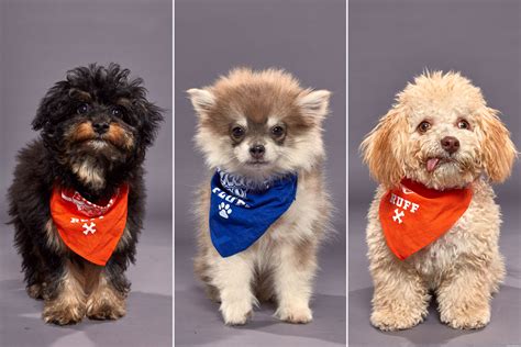 Puppy Bowl 2020: Meet the starters on Super Bowl Sunday | EW.com