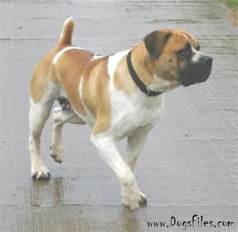 picture of a piebald boerboel .This is not Ella but OMG this male could be her brother such ...