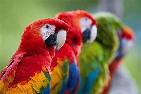 Can Parrots Eat Coconut? Discover The Surprising Truth! - Vet Advises