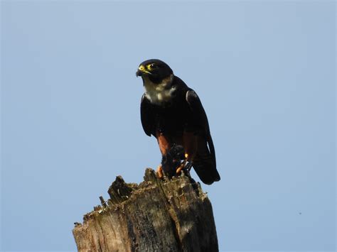 Bat Falcon – Beautiful raptor well named! | Birds for Beer