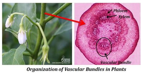 Types of Vascular Bundles | EasyBiologyClass