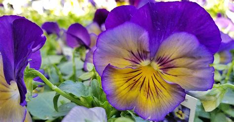 How to Grow Pansies and Violas for Multi-Season Color| Gardener’s Path