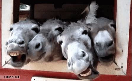 Pin by Sabine on Witzige Bilder | Donkey funny, Funny animals, Animals