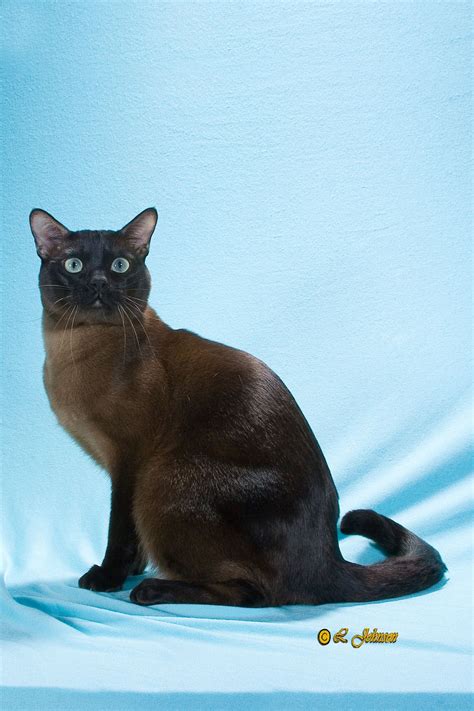 This Tonk could be Bay's twin! | Pretty cats, Tonkinese cat, Tonkinese