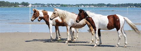 Welcome to the Chincoteague Island, Virginia Official Tourist Web Site