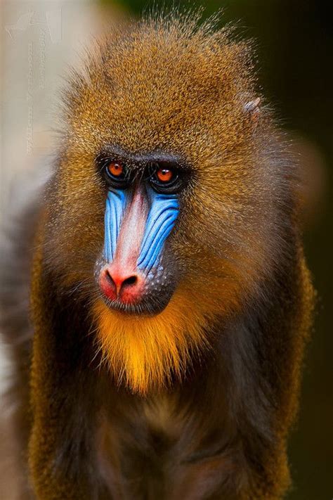 MANDRILL Primates, Mammals, Wildlife Photos, Wildlife Photography, Animal Photography, Monkey ...