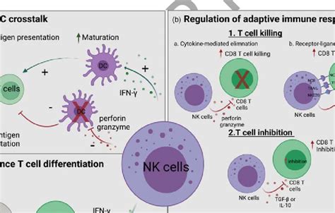 NK cell immunoregulatory functions. A. NK cells can directly interact... | Download Scientific ...