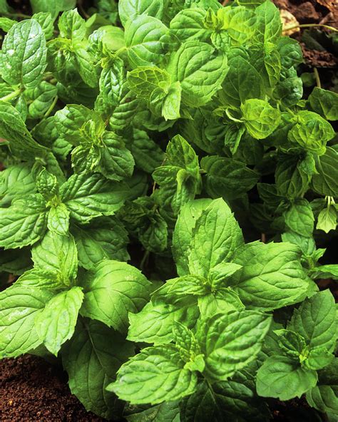 Mint Leaves (mentha Sp.) Photograph by Ray Lacey/science Photo Library - Fine Art America