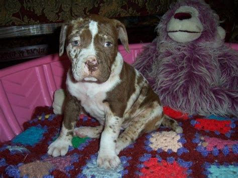 Registered Catahoula Bulldog Puppies for Sale in Elberta, Alabama ...